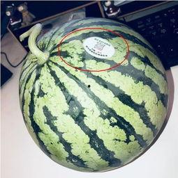 网红吃瓜头像图片大全,趣味横生的表情包盛宴  第2张