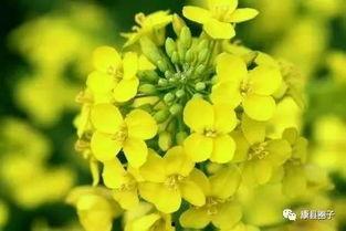 颖儿油菜花爆料了吗视频,颖儿油菜花爆料视频幕后真相揭晓 第2张 颖儿油菜花爆料了吗视频,颖儿油菜花爆料视频幕后真相揭晓 第2张