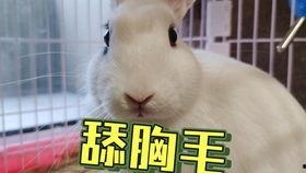 抖音网红猫儿吃瓜,萌态十足引网友爆笑 第1张 抖音网红猫儿吃瓜,萌态十足引网友爆笑 第1张